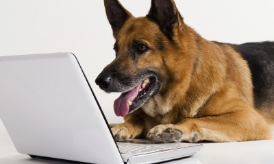ноутбук собака the laptop dog