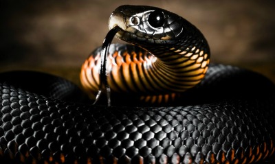 змея черная язык snake black language