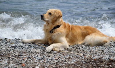 природа животные собака море