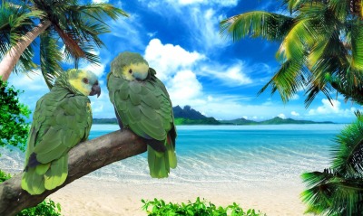 природа животные птицы попугаи море небо облака горизонт