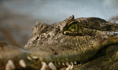глаз крокодил