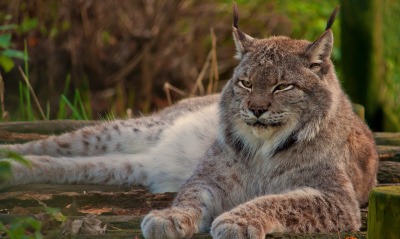 природа животные рысь nature animals lynx