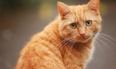 кот рыжий взгляд cat red view