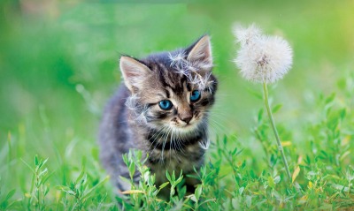 котенок одуванчик трава kitten dandelion grass