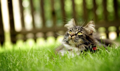 кот трава cat grass