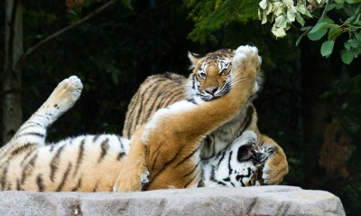 тигры tigers
