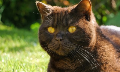 кот взгляд черный cat view black