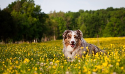 собака поле цветы