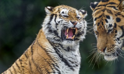 природа животные тигр