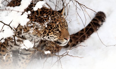 природа животные снег зима ягуар