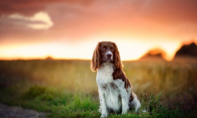 собака закат поле dog sunset field