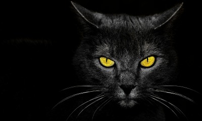 природа животные кот черный морда