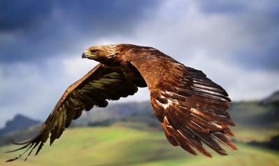 полет ястреб flight hawk