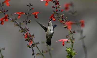 колибри цветок