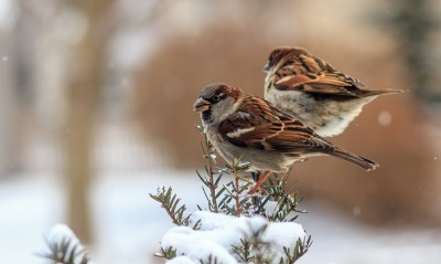 природа животные птицы зима