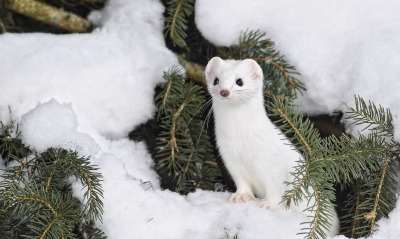 природа животные белый зима снег