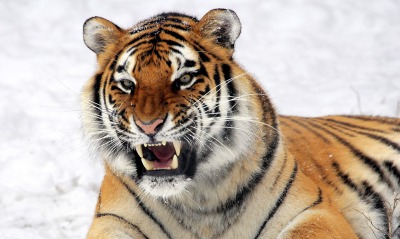 природа животные тигр снег зима