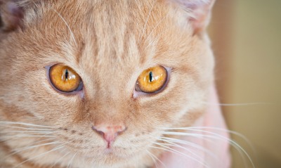 природа животные кот глаза рыжий