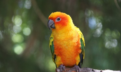 природа животные попугай