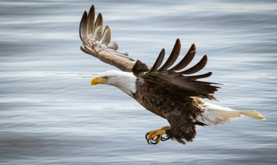 орел полет вода