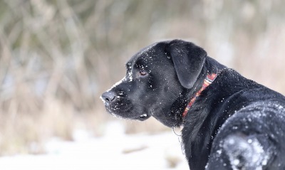 природа животные собака снег зима
