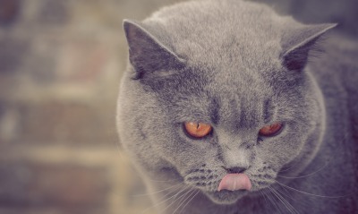 природа животные кот серый язык