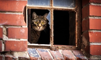 природа животные кот окно