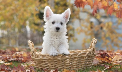 природа животные собака белый щенок Вест-хайленд-уайт-терьер