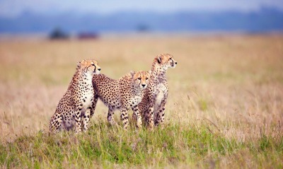животные саванна гепард хищники
