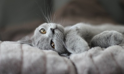природа животные кот серый