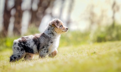 природа животные трава собаки щенок