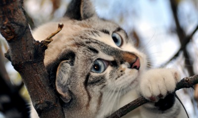 природа кот котенок деревья