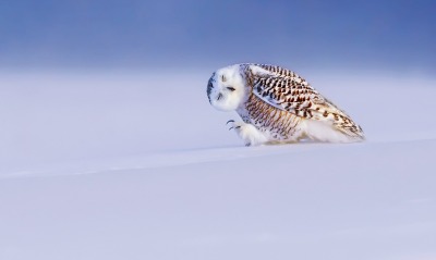 природа животные сова птицы снег зима