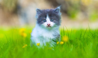 природа животные кот серый котенок трава