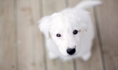 природа животные собаки белые