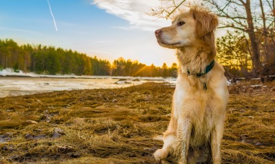 природа животные собаки трава солнце