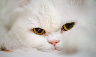 природа животные кот белые