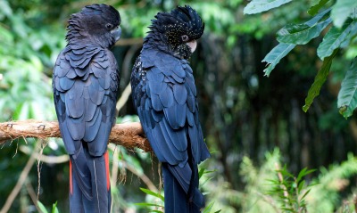 природа животные птицы попугаи