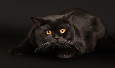 природа животные кот черный