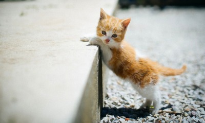 природа животные кот котенок рыжий