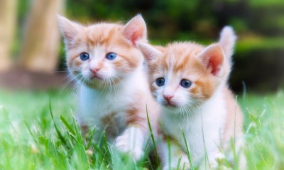 природа животные кот рыжий котенок