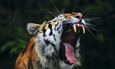 тигр рык пасть