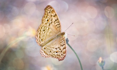 бабочка цветок макро размытость