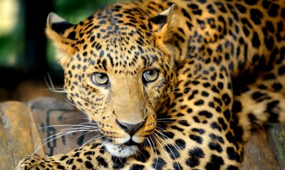 леопард морда взгляд