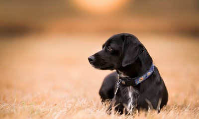 собака черный пес трава
