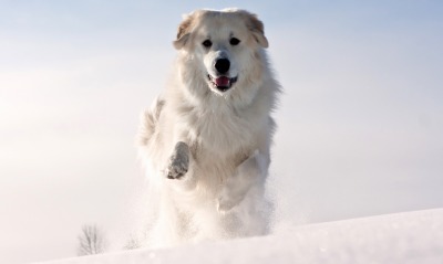 собака белый пес снег