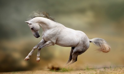 лошадь прыжок