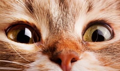 глаза кот морда