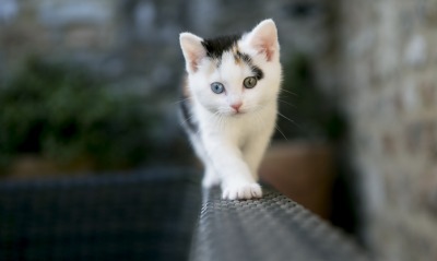 котенок белый