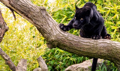 природа животные деревья пантера